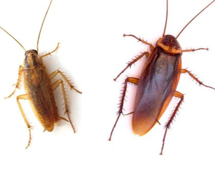American vs German Cockroaches