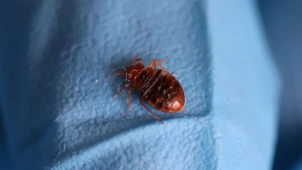 Affordable Bed Bugs Control London