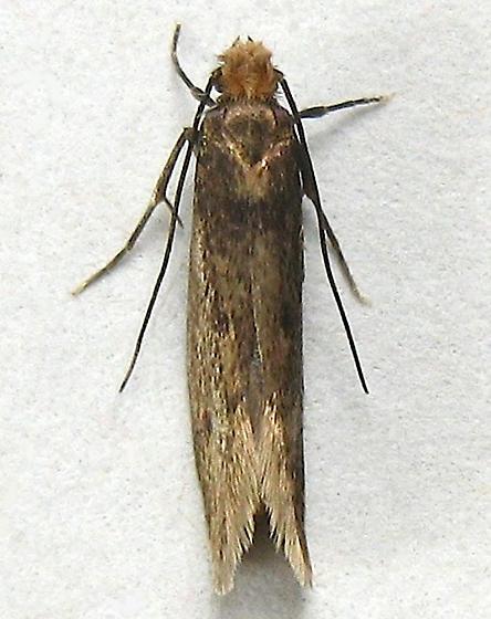 Moth Control in London