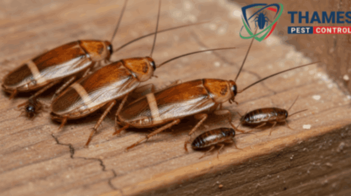 Brown-banded cockroach with horizontal stripes in a home kitchen.