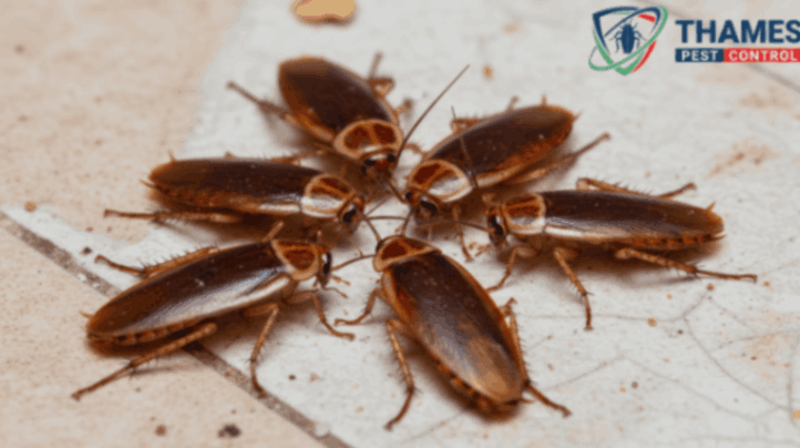 Realistic German cockroach on kitchen floor, showing light-brown cockroach with dark stripes in a home setting