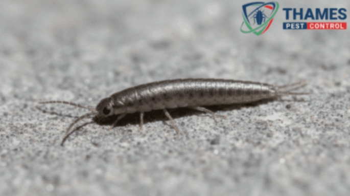 Grey silverfish crawling on a concrete or cool-toned surface, showing segmented body and dull coloration.