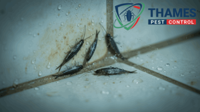 Moisture-linked silverfish in damp areas like bathrooms or basements, showing long antennae and silvery scales