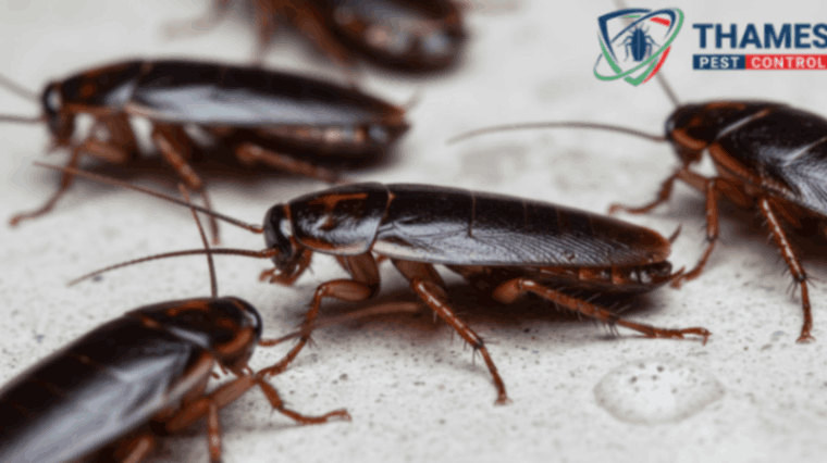 Dark Oriental cockroach on kitchen floor, realistic view in a home or flat interior
