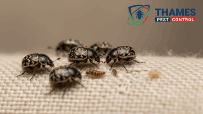 Varied carpet beetles with patterned wings on fabric showing light fibre damage.
